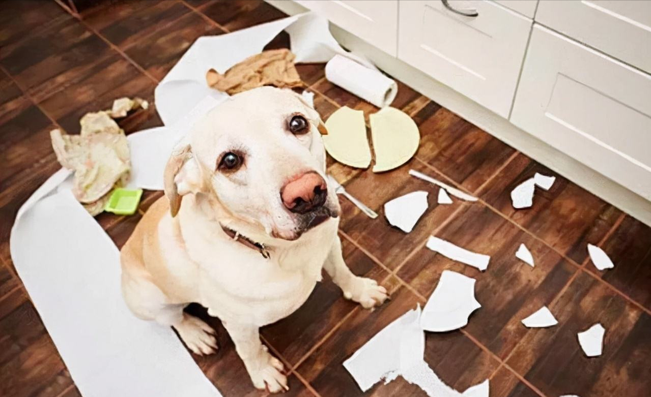 三条狗拆了一辆本田