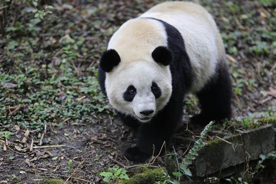 成都4月熊猫上牌122辆，全国排名第26名